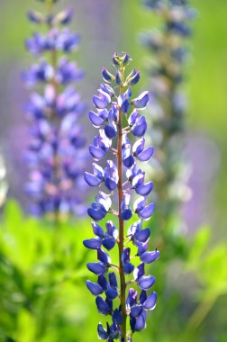 güzel acı bakla bir çayır çiçekler