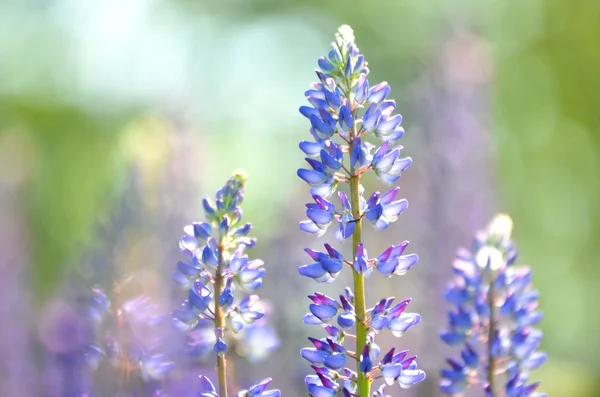 Schöne Lupinenblüten auf einer Wiese — Stockfoto