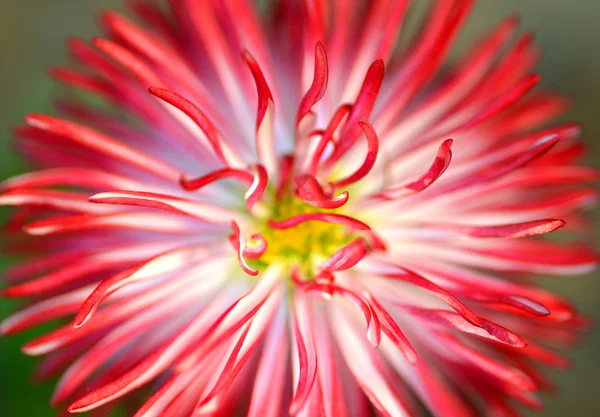 Extreme close-up van een mooie rode daisy op een weide — Stockfoto