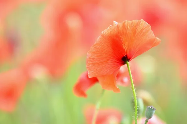 Delicati fiori di semi di papavero su un campo — Foto Stock