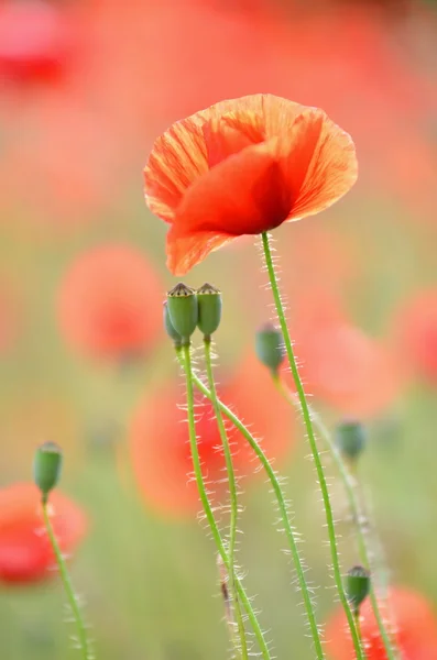 Fleurs de graines de pavot délicates sur un champ — Photo