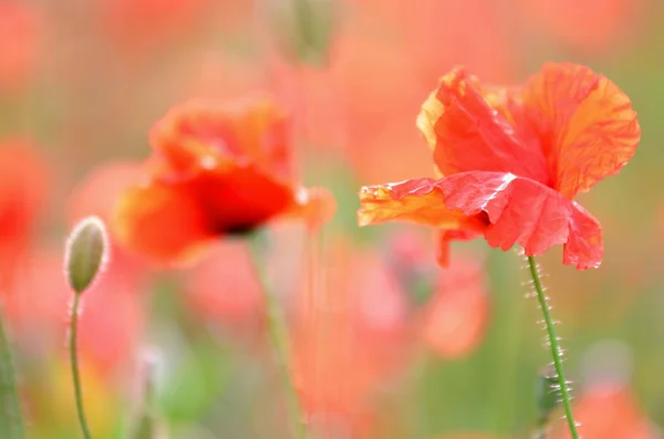 Flores delicadas de semillas de amapola en un campo — Foto de Stock