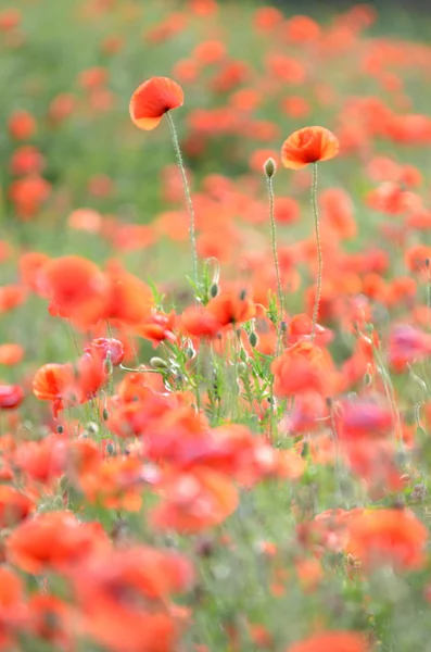 Delicati fiori di semi di papavero su un campo — Foto Stock