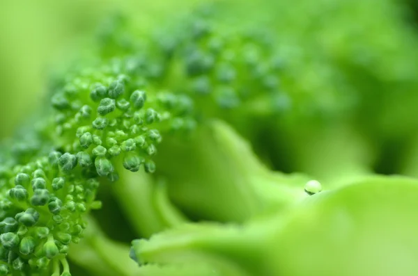 Tencerede taze brokoli adet portre — Stok fotoğraf