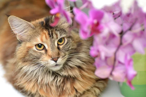 Портрет красивой молодой мейн-кун кошки — стоковое фото