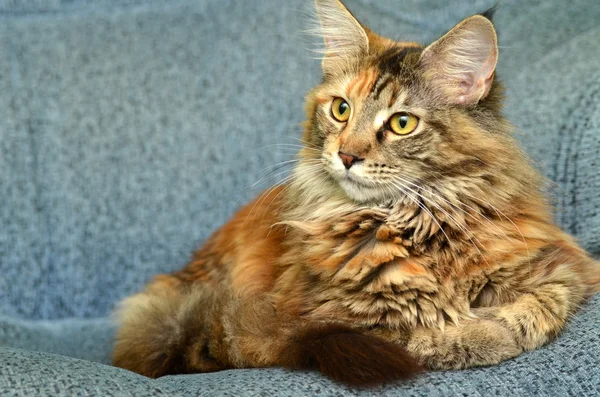 Portrait of beautiful young maine coon cat — Stock Photo, Image