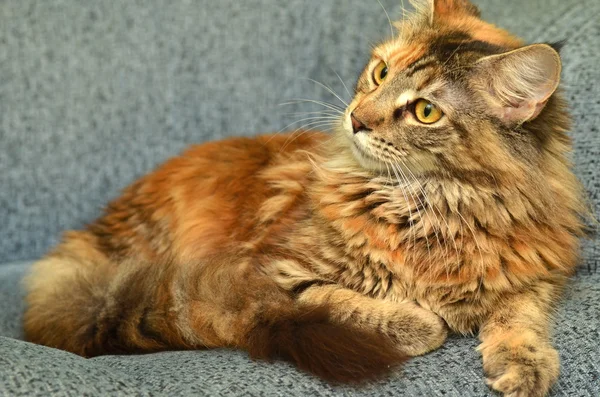 Πορτρέτο του όμορφη νεαρή maine coon γάτα — Φωτογραφία Αρχείου