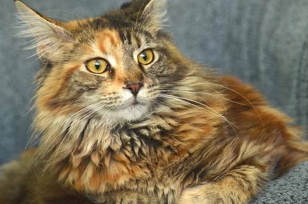 Retrato de hermoso joven maine coon cat — Foto de Stock