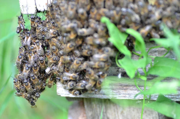 Рой пчёл у входа в улей на пасеке летом — стоковое фото