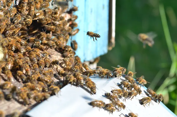 Un enjambre de abejas en la entrada de la colmena en el colmenar en el verano — Foto de Stock