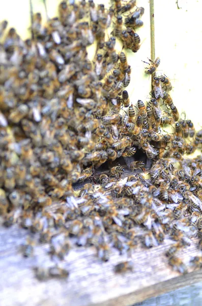 A swarm  of bees at the entrance of beehive in apiary in the summertime — Stock Photo, Image