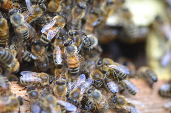 Een zwerm bijen bij de ingang van de Bijenkorf in de bijenteelt in de zomer — Stockfoto