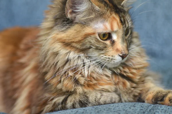아름 다운 젊은 메인 coon 고양이의 초상화 — 스톡 사진
