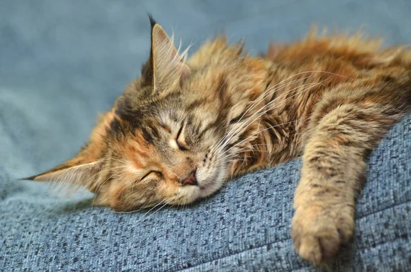 Zoete jonge maine coon kat tijdens het slapen — Stockfoto