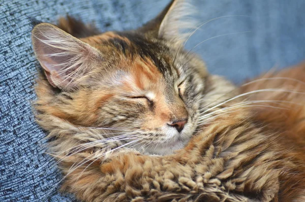 Sweet young maine coon cat while sleeping — Stock Photo, Image