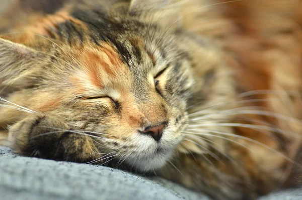 Søte, unge maine-katt mens du sover. – stockfoto