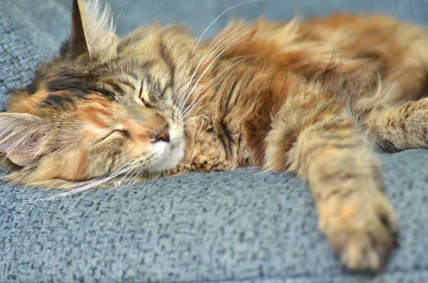 Sweet young maine coon cat while sleeping — Stock Photo, Image