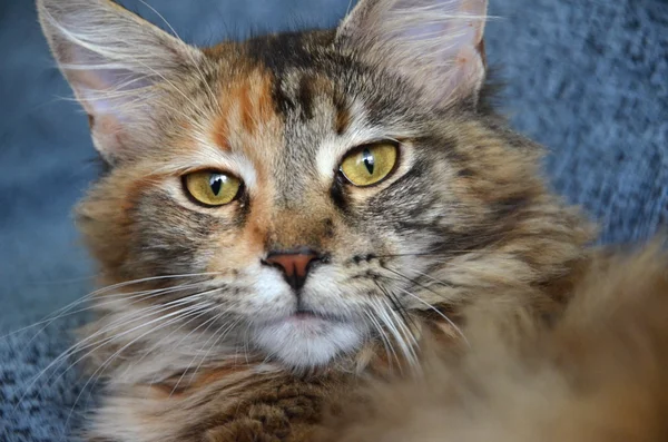 Portrett av en ung, vakker maine-vaskebjørn-katt – stockfoto