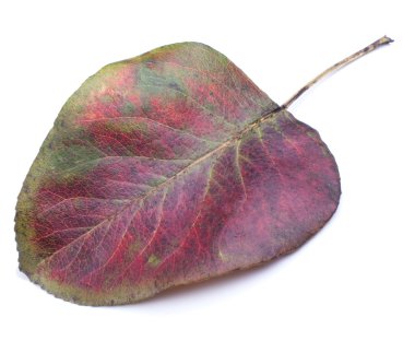 Beyaz arkaplanda sonbahar yaprağı