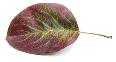 Beyaz arkaplanda sonbahar yaprağı