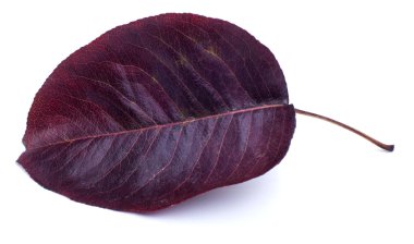 Beyaz arkaplanda sonbahar yaprağı