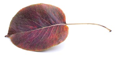 Beyaz arkaplanda sonbahar yaprağı