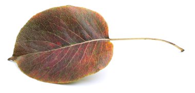 Beyaz arkaplanda sonbahar yaprağı