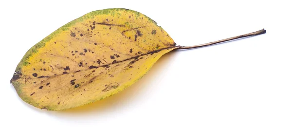 Autumn leaf on white background — Stock Photo, Image