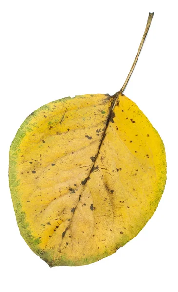 Autumn leaf on white background — Stock Photo, Image