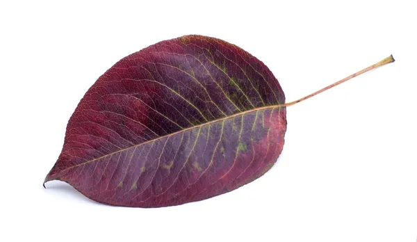 Autumn leaf on white background — Stock Photo, Image