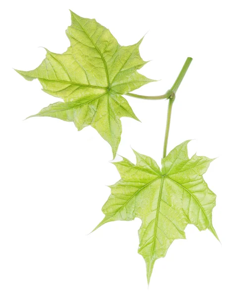 Branch with green fresh leaves of the maple, isolated on a white background. — Stock Photo, Image