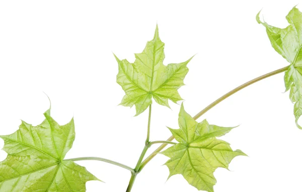 Branch with green fresh leaves of the maple, isolated on a white background. — Stock Photo, Image