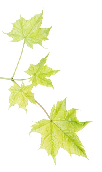 Branch with green fresh leaves of the maple, isolated on a white background. — Stock Photo, Image