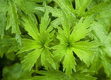 yaprak yeşil arka plan