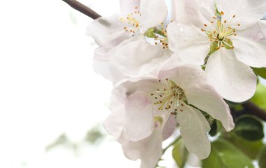 çiçek açan elma ağacı. Mavi gökyüzü güzel beyaz çiçekleri