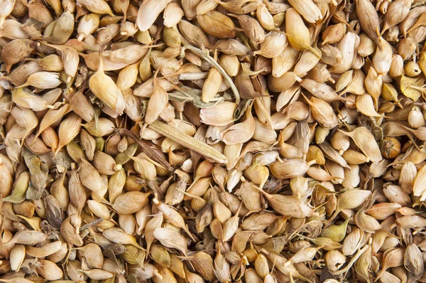 Utsho suneli seeds background — Stock Photo, Image