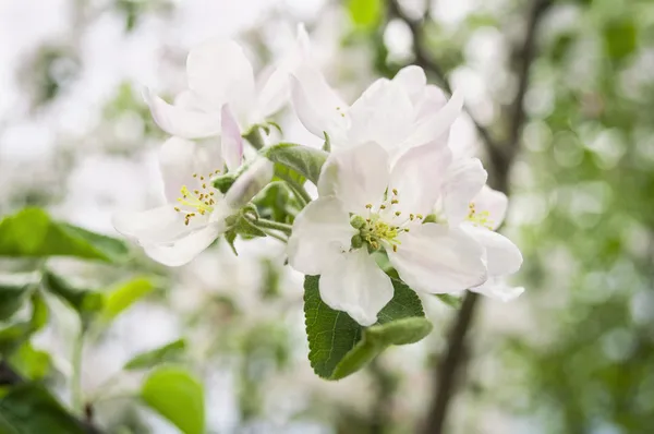Blooming apple tree. beautiful white blossoms against blue sky — Stock Photo, Image