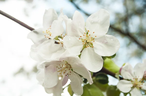 Cherry blossoms against  a blue sky — Stock Photo, Image