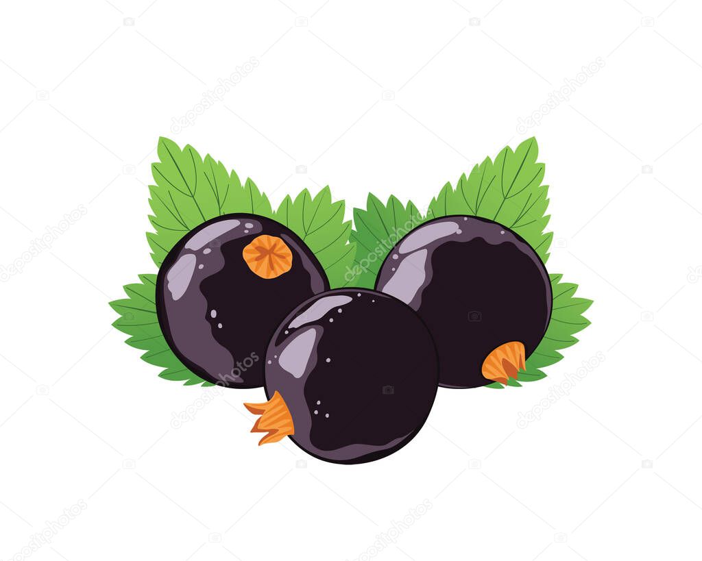 Black currants with leaves isolated on white background.