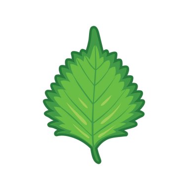 Beyaz arkaplanda taze yeşil Shiso veya Oba yaprağı izole.