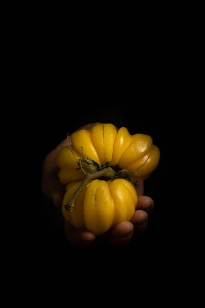 A mão de um agricultor exposição de tomates vermelhos sobre o fundo preto. Os tomates orgânicos. — Fotografia de Stock