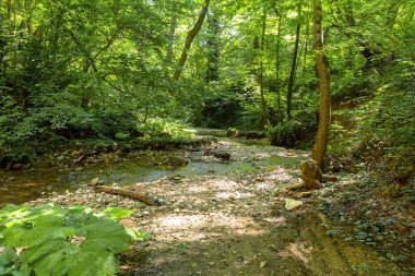 Güneşli bir yaz gününde nehir yatağı boyunca yürüyen bir dağ nehrinin kesimleri, doğanın vahşi yerleri..
