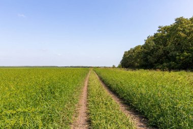 Orman boyunca toprak bir yol ve çayırın kenarında güneşli bir yaz gününde yeşil çimenli bir çayır..
