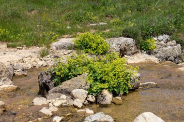 Dağ nehirleri, gezegendeki ekolojik temiz su kaynakları, güneşli bir yaz günü..