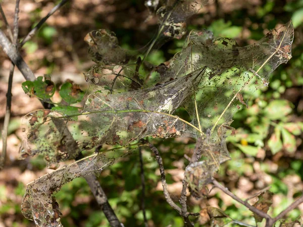 Pest Växter Fruktträd Och Buskar Kolonier Spindelbon Solig Dag Amerikansk — Stockfoto
