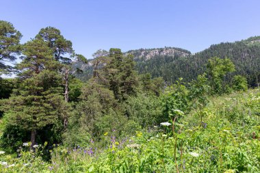 Dağ nehrinin yatağı boyunca bir park alanı güneşli bir yaz gününde yürür, doğayla iletişim kurulacak yerler..