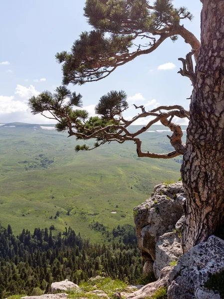 Dağ nehrinin yatağı boyunca bir park alanı güneşli bir yaz gününde yürür, doğayla iletişim kurulacak yerler..
