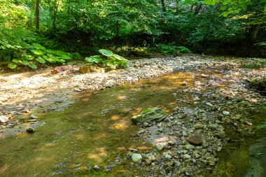 Dağ nehrinin yatağı boyunca bir park alanı güneşli bir yaz gününde yürür, doğayla iletişim kurulacak yerler..