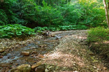 Dağ nehrinin yatağı boyunca bir park alanı güneşli bir yaz gününde yürür, doğayla iletişim kurulacak yerler..