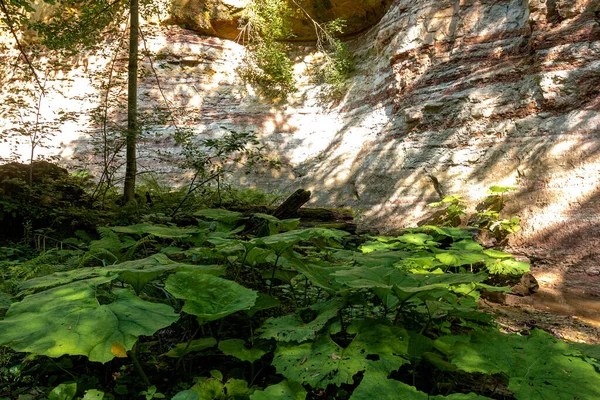 Hegyi Folyó Ágya Mentén Található Park Amely Egy Napos Nyári — Stock Fotó